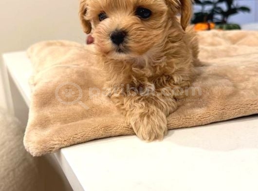 Malti̇poo Ci̇nsi̇ Yavrular Ev Üreti̇mi̇ görsel