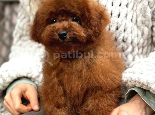 Sevi̇mli̇ Toy Poodle Yavrumuz görsel