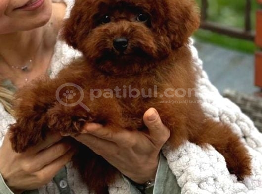 Sevi̇mli̇ Toy Poodle Yavrumuz