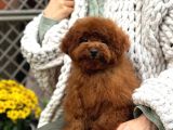 Red Toy Poodle Sevi̇mli̇ Yavrular
