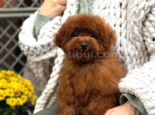 Red Toy Poodle Sevi̇mli̇ Yavrular görsel