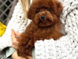 Red Toy Poodle Sevi̇mli̇ Yavrular