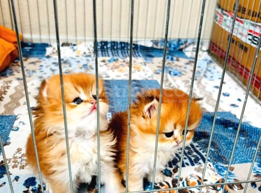 Neslinin En İyisi Golden Ny12 Longhair British Yavrular görsel