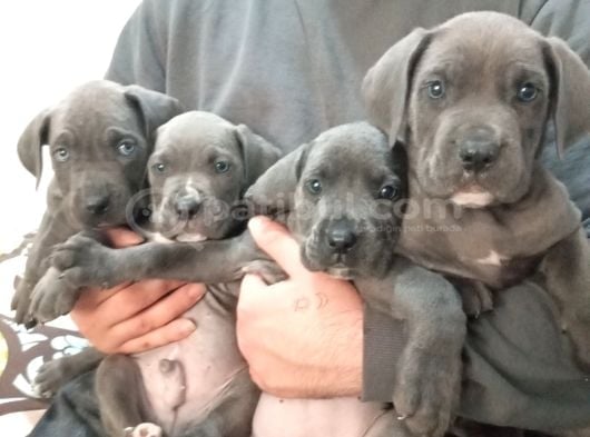 A Kalite Uygun Cane Carso Yavruları