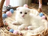 Scottish Fold Bebekler