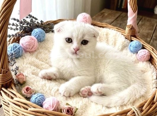 Scottish fold bebekler