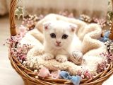 Scottish Fold Bebekler