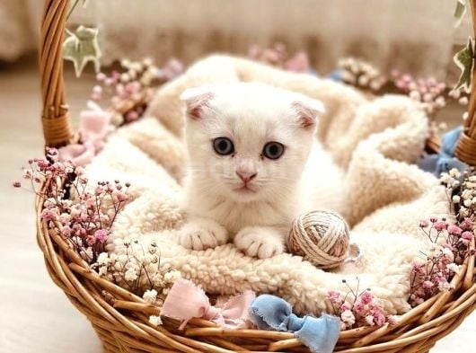 Scottish Fold Bebekler görsel