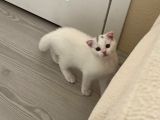 Scottish Fold Bebekler