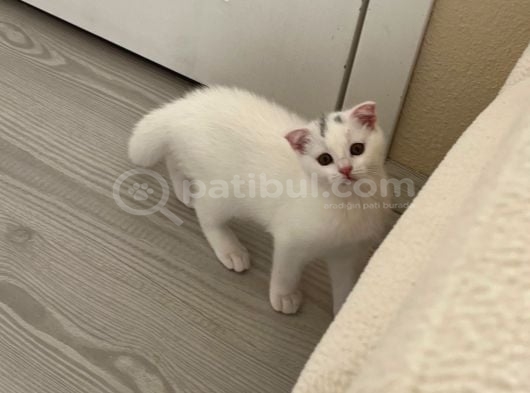 Scottish Fold Bebekler görsel