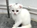 Scottish Fold Bebekler