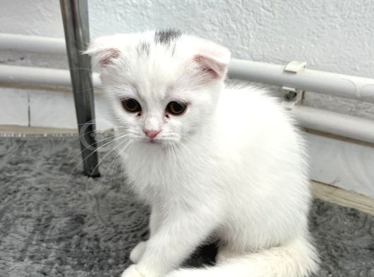 Scottish Fold Bebekler görsel