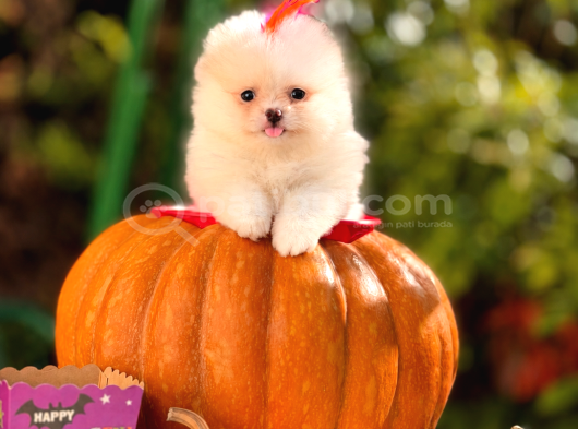 Pomeranian Teddy Bear Yavrularım