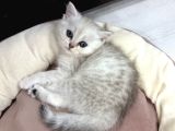 Cana Yakın Sevecen Yavrular