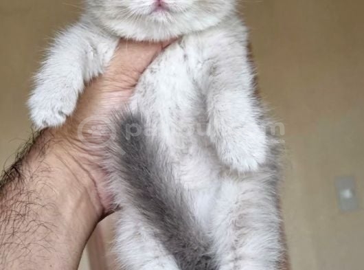 Kadi̇fe Bri̇ti̇sh görsel