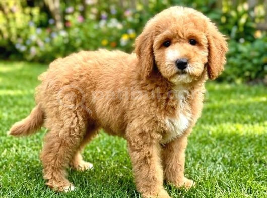 Labradoodle Bebeklerimiz A Kalite Aşılı