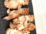 Neslinin En İyisi Golden Ny12 Longhair British Yavrular