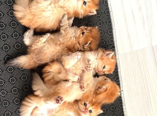 Neslinin En İyisi Golden Ny12 Longhair British Yavrular görsel