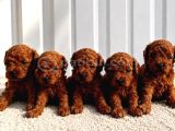 Güzellik Abidesi Erkek Dişi Poodle Bebekler