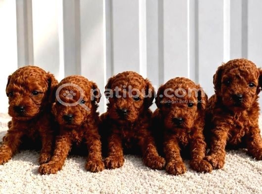 Güzellik Abidesi Erkek Dişi Poodle Bebekler
