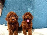 Güzellik Abidesi Erkek Dişi Poodle Bebekler