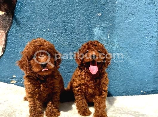 Güzellik Abidesi Erkek Dişi Poodle Bebekler