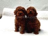 Ruhsatli Poodle Evinden Erkek Dişi Poodle Bebeklerim
