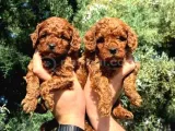 Ruhsatli Poodle Evinden Erkek Dişi Poodle Bebeklerim
