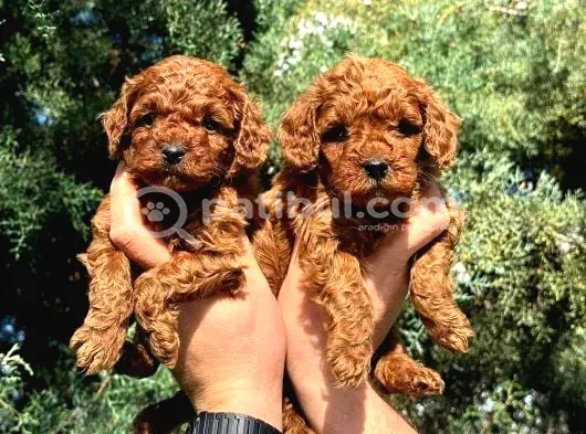 Ruhsatli Poodle Evinden Erkek Dişi Poodle Bebeklerim