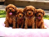 Safkan Red Toy Poodle Yavrulari