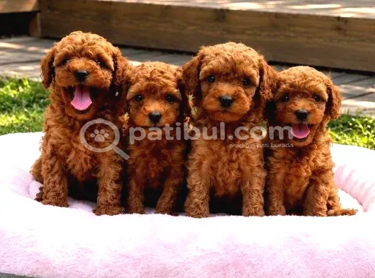 Safkan Red Toy Poodle Yavrulari