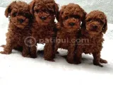 Seçkin Poodle Yavrular Ziyarete Açik Aşili