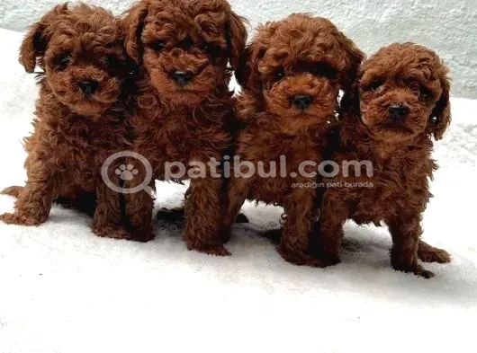 Seçkin Poodle Yavrular Ziyarete Açik Aşili