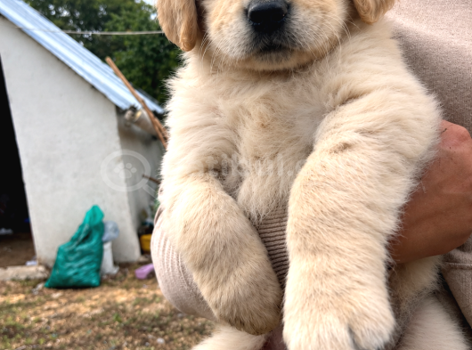Golden Retriever görsel