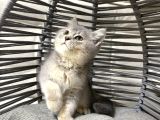 Tatlı Minik Bebek Kediş