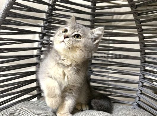Tatlı Minik Bebek Kediş