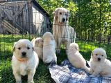 En Sadık Dost Dişi Golden Yavrumuz