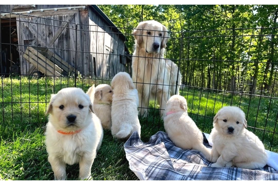 En Sadık Dost Dişi Golden Yavrumuz
