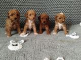 Poodle Ayarında Maltipo Bebekler