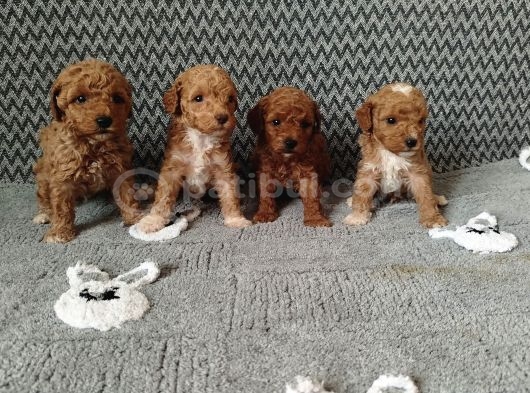 Poodle ayarında maltipo bebekler