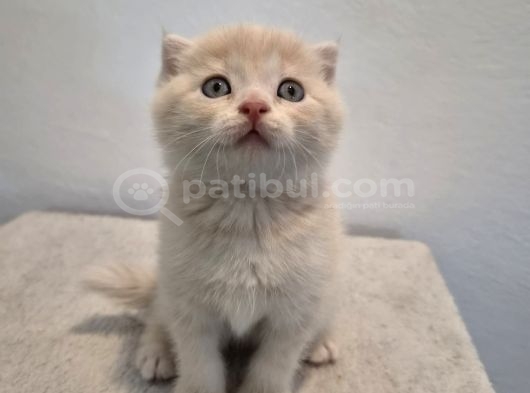 Özel Renk Ayı Surat Sıfır Kulak Show Kalite Bebek görsel