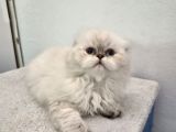 Ayı Surat Top Kafa Yumoslar