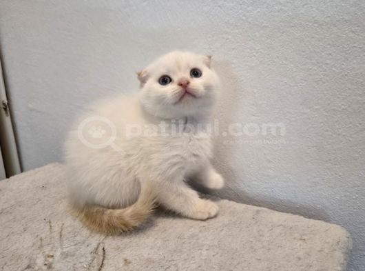 Ayı Surat Top Kafa Sıfır Kulak Show Kalite Bebekler görsel
