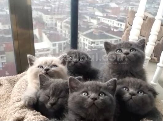 Ayı surat top kafa bebekler