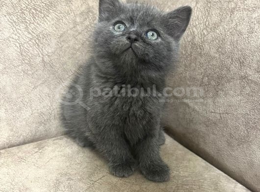 Ayı Surat Top Kafa Bebekler görsel