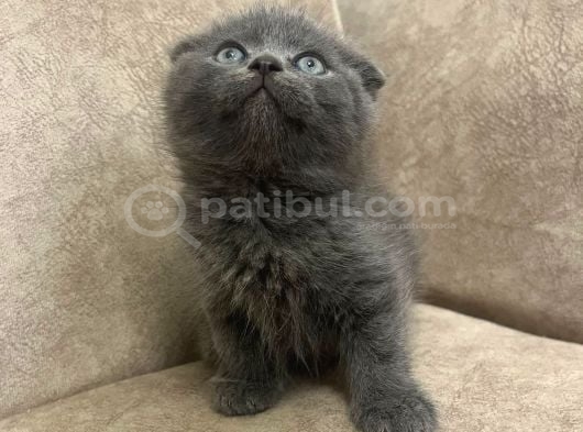 Ayı Surat Top Kafa Bebekler görsel