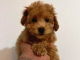 Kipkirmizi Red Toy Poodle Sevi̇mli̇ Yavrular