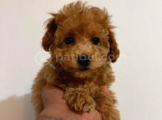 Kipkirmizi Red Toy Poodle Sevi̇mli̇ Yavrular görsel
