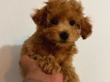 Kipkirmizi Red Toy Poodle Sevi̇mli̇ Yavrular