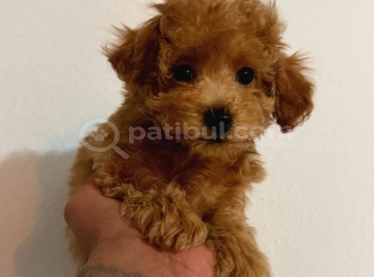 Kipkirmizi Red Toy Poodle Sevi̇mli̇ Yavrular görsel